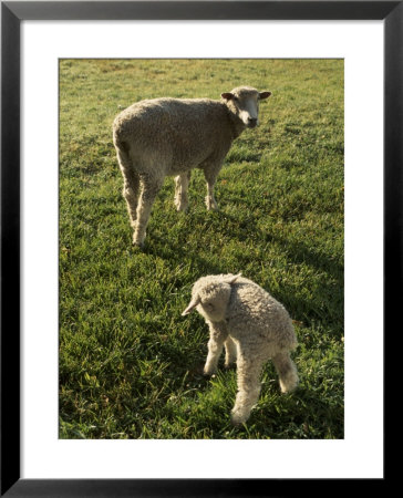 Virginia Colonial Era Breed Of Sheep, Bassett Hall by Jeff Greenberg Pricing Limited Edition Print image