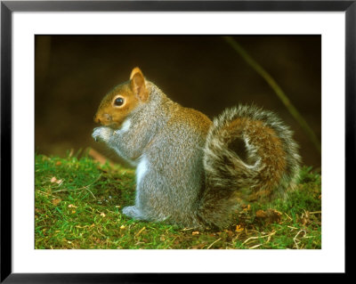Grey Squirrel, Feeding by David Boag Pricing Limited Edition Print image