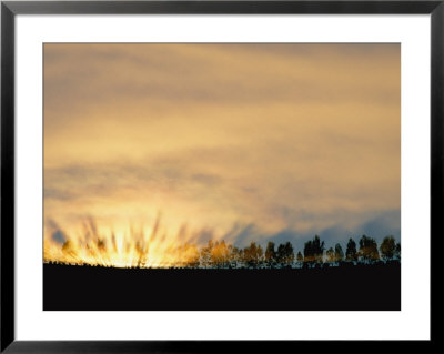 Sun Rising From Behind The Trees On A Foggy Morning by Annie Griffiths Belt Pricing Limited Edition Print image