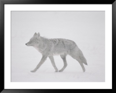 A Coyote Walks Through The Snow by Annie Griffiths Belt Pricing Limited Edition Print image