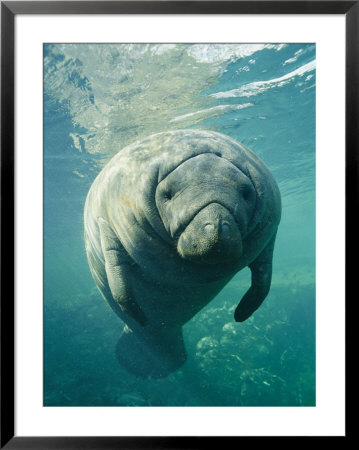 A Portrait Of A Florida Manatee by Brian J. Skerry Pricing Limited Edition Print image