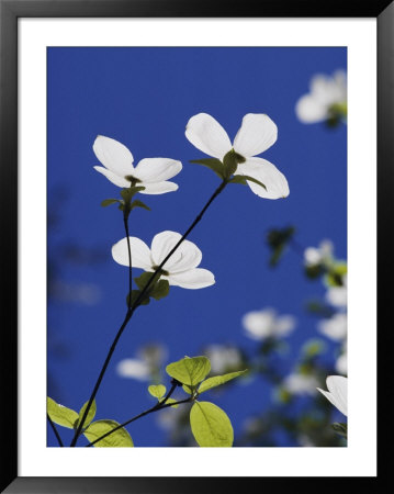 Pacific Dogwood Blossoms by Marc Moritsch Pricing Limited Edition Print image