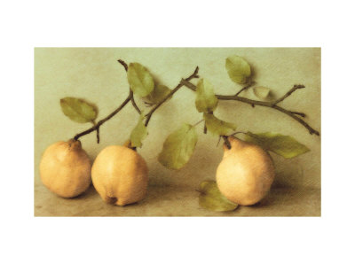 Quince Branches by Sally Wetherby Pricing Limited Edition Print image