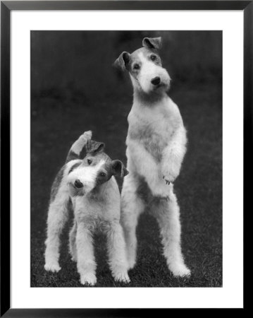 Belsize Mavis And Stella Of Solent Two Wire Fox Terriers by Thomas Fall Pricing Limited Edition Print image