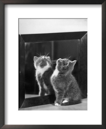 This Small Grey And White Kitten Stares Up At The Ceiling While Sitting Next To A Large Mirror by Thomas Fall Pricing Limited Edition Print image