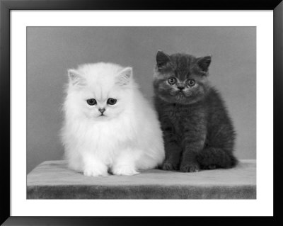 Two Kittens One A White Chinchilla The Other A British Shorthair Blue by Thomas Fall Pricing Limited Edition Print image