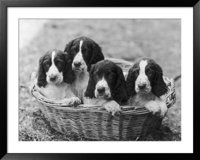 Four Large Puppies Crowded In A Basket. Owner: Browne by Thomas Fall Pricing Limited Edition Print image