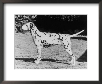 Champion Fanhill Faun Crufts Best In Show 1968 Dog Standing Side On by Thomas Fall Pricing Limited Edition Print image