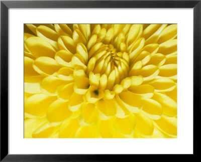 Close-Up Of A Yellow Chrysanthemum by Vlad Kharitonov Pricing Limited Edition Print image
