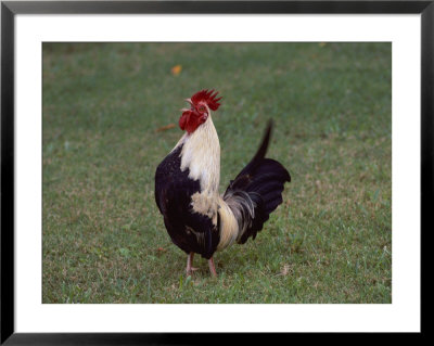 A Crowing Rooster Standing On A Lawn by Todd Gipstein Pricing Limited Edition Print image