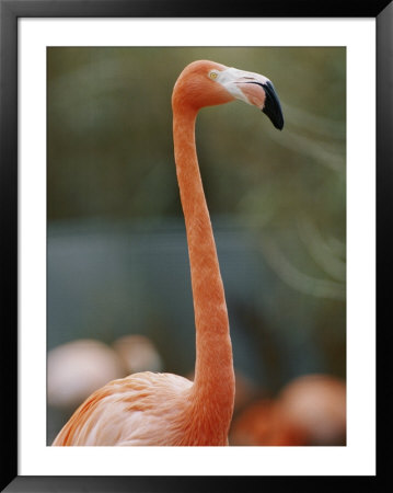 Flamingo by Vlad Kharitonov Pricing Limited Edition Print image