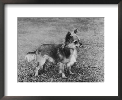 Champion Rozavel Wolf Cub Owner: Gray by Thomas Fall Pricing Limited Edition Print image