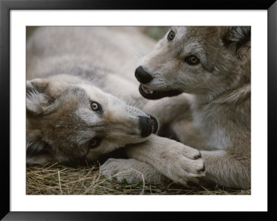 Fourteen-Week-Old Gray Wolves, Canis Lupus, Play With Each Other by Jim And Jamie Dutcher Pricing Limited Edition Print image