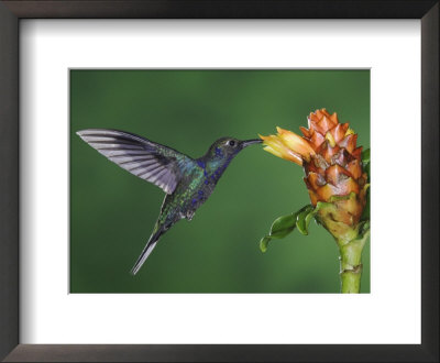 Violet Sabrewing In Flight Feeding On Spiral Ginger, Central Valley, Costa Rica by Rolf Nussbaumer Pricing Limited Edition Print image
