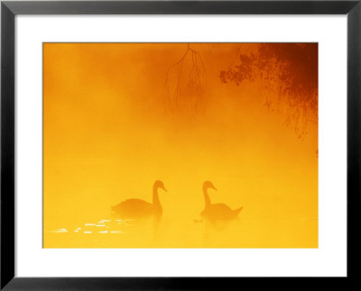 Mute Swan, Uk by David Tipling Pricing Limited Edition Print image