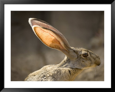 Black-Tailed Jackrabbit At The Henry Doorly Zoo, Omaha Zoo, Nebraska by Joel Sartore Pricing Limited Edition Print image