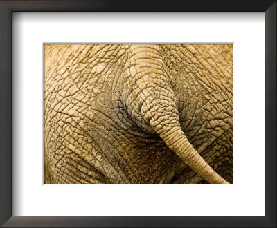 Closeup Of The Rear End Of An African Elephant by Tim Laman Pricing Limited Edition Print image