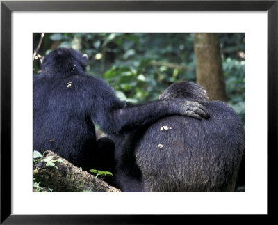 Male Chimpanzee Seeks Another For Support, Gombe National Park, Tanzania by Kristin Mosher Pricing Limited Edition Print image