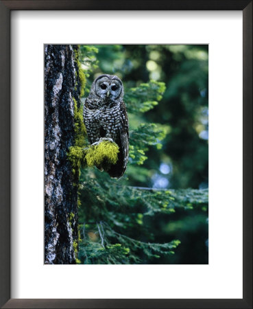 Spotted Owl Perched On A Mossy Tree Branch by Phil Schermeister Pricing Limited Edition Print image