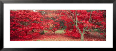 Trees In Fall, Gloucestershire, Uk by Peter Adams Pricing Limited Edition Print image