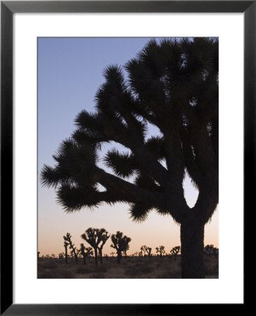 Silhouette Of Joshua Trees, Joshua Tree National Park, California by Rich Reid Pricing Limited Edition Print image