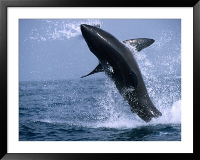 Great White Shark (Carcharodon Carcharias) Jumping Out Of The Water, False Bay, South Africa by Andrew Parkinson Pricing Limited Edition Print image