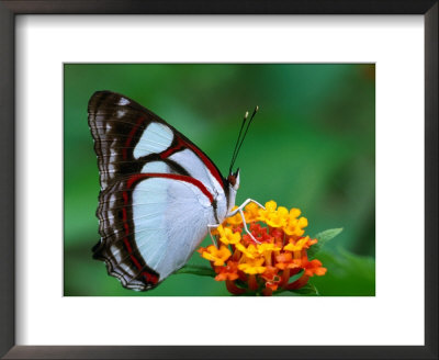 Nymphalid Butterfly, Native To The Rainforests Of Costa Rica by Tom Boyden Pricing Limited Edition Print image
