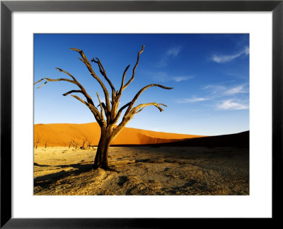 Dead Tree, Namib-Naukluft National Park, Namibia by Ariadne Van Zandbergen Pricing Limited Edition Print image
