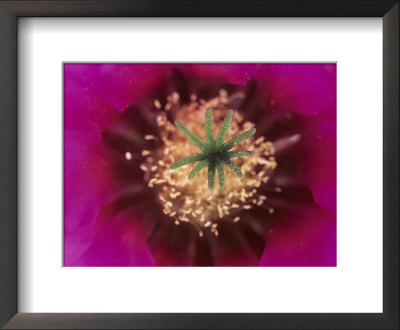 Pink Hedgehog Cactus Blossom, Arizona-Sonora Desert Museum, Tucson, Arizona, Usa by John & Lisa Merrill Pricing Limited Edition Print image