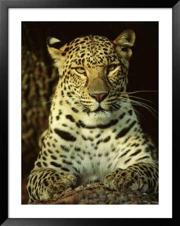 Asian Leopard, Asia by Brian Kenney Pricing Limited Edition Print image