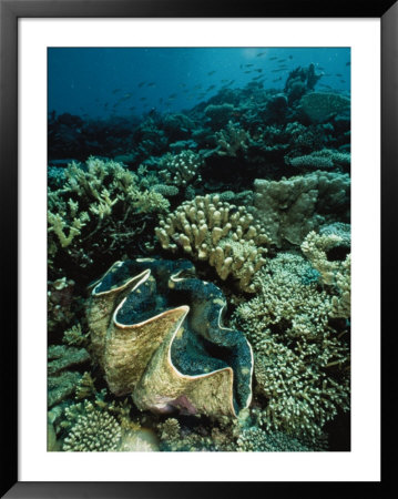 Underwater Vista Of A Reef Off Bikini Atoll Reveals A Giant Clam And Various Corals by Bill Curtsinger Pricing Limited Edition Print image