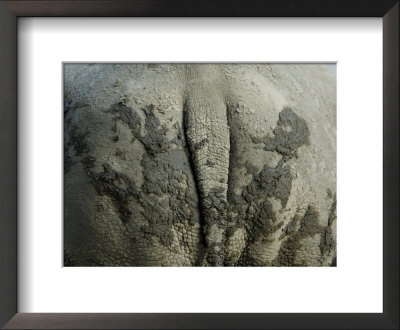 White Rhino's Muddy Rear End At The Henry Doorly Zoo In Nebraska by Joel Sartore Pricing Limited Edition Print image