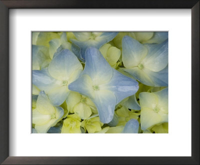 Close View Of Hydrangea Flower, Groton, Connecticut by Todd Gipstein Pricing Limited Edition Print image