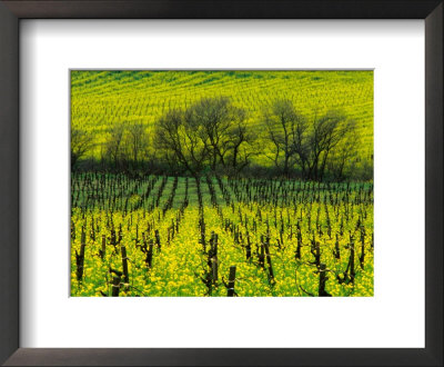 Vineyard Covered In Mustard Blossoms, Napa Valley, Usa by Nicholas Pavloff Pricing Limited Edition Print image