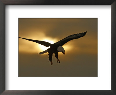 Bald Eagle Preparing To Land Silhouetted By Sun And Clouds, Homer, Alaska, Usa by Arthur Morris Pricing Limited Edition Print image