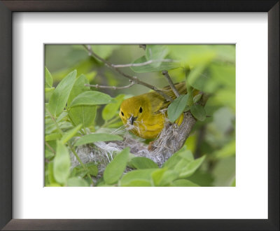Yellow Warbler Male Building Nest, Pt. Pelee National Park, Ontario, Canada by Arthur Morris Pricing Limited Edition Print image