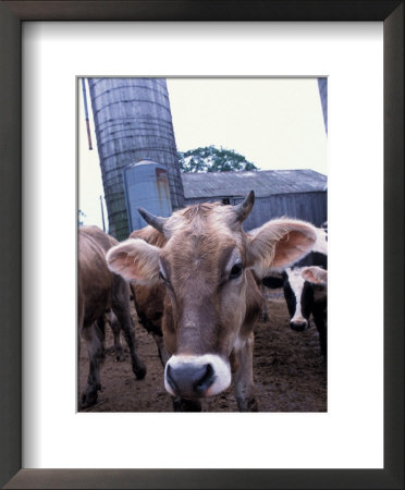 Jersey Cow At The Hurd Farm In Hampton, New Hampshire, Usa by Jerry & Marcy Monkman Pricing Limited Edition Print image