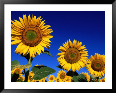 Detail Of Sunflowers, Tuscany, Italy by John Elk Iii Pricing Limited Edition Print image
