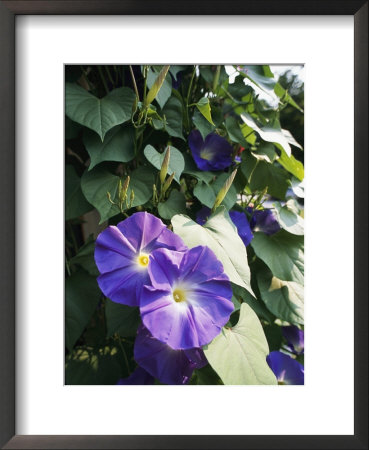 A Close View Of A Heavenly Blue Morning Glory Flower And Vine by Bill Curtsinger Pricing Limited Edition Print image