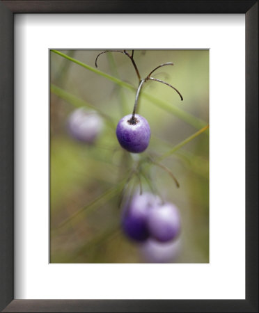 The Aubergine Fruit Of The Tasman Flax Lilly, Dianella Tasmanica, Australia by Jason Edwards Pricing Limited Edition Print image