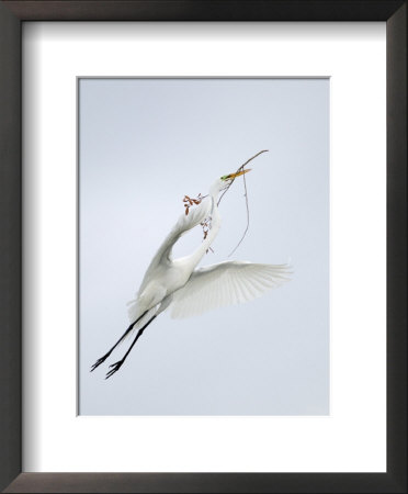 Great Egret Flying With Nesting Material, St. Augustine Alligator Farm, St. Augustine, Florida, Usa by Arthur Morris Pricing Limited Edition Print image