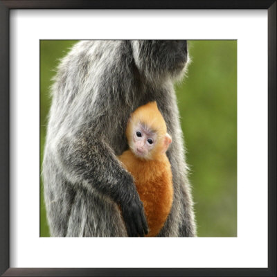 Silver Leaf Monkey And Offspring, Bako National Park, Borneo, Malaysia by Jay Sturdevant Pricing Limited Edition Print image