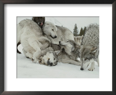 Pack Of Gray Wolves, Canis Lupus, Frolic In A Snowy Landscape by Jim And Jamie Dutcher Pricing Limited Edition Print image