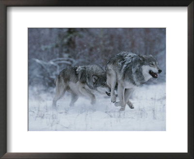 Couple Of Gray Wolves, Canis Lupus, Play Chase Through The Snow by Jim And Jamie Dutcher Pricing Limited Edition Print image