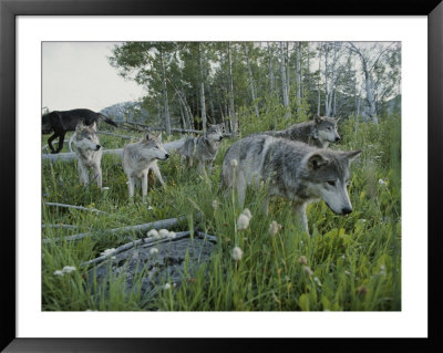 Group Of Gray Wolves, Canis Lupus, Walk Through A Mountain Meadow by Jim And Jamie Dutcher Pricing Limited Edition Print image