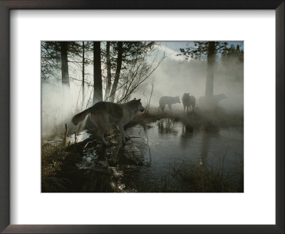 Group Of Gray Wolves, Canis Lupus, Stop At A Foggy Watering Hole by Jim And Jamie Dutcher Pricing Limited Edition Print image