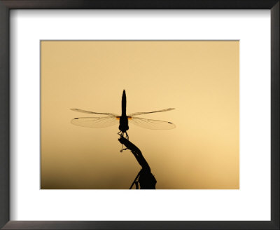 Dragonfly In Silhouette, Lake Malawi, Africa by Carsten Peter Pricing Limited Edition Print image