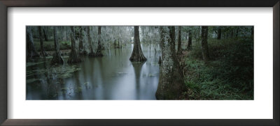 Mangrove Swamp by Michael Melford Pricing Limited Edition Print image