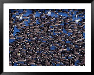 Canada Geese Rest On A Nebraska Pond On Their Way North To Canada by John Eastcott & Yva Momatiuk Pricing Limited Edition Print image