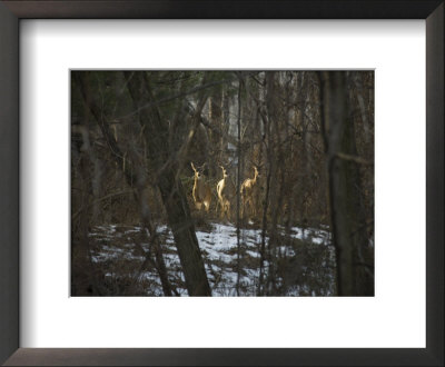 Trio Of Wild Does Pause In A Spot Of Sunlight by Stephen St. John Pricing Limited Edition Print image